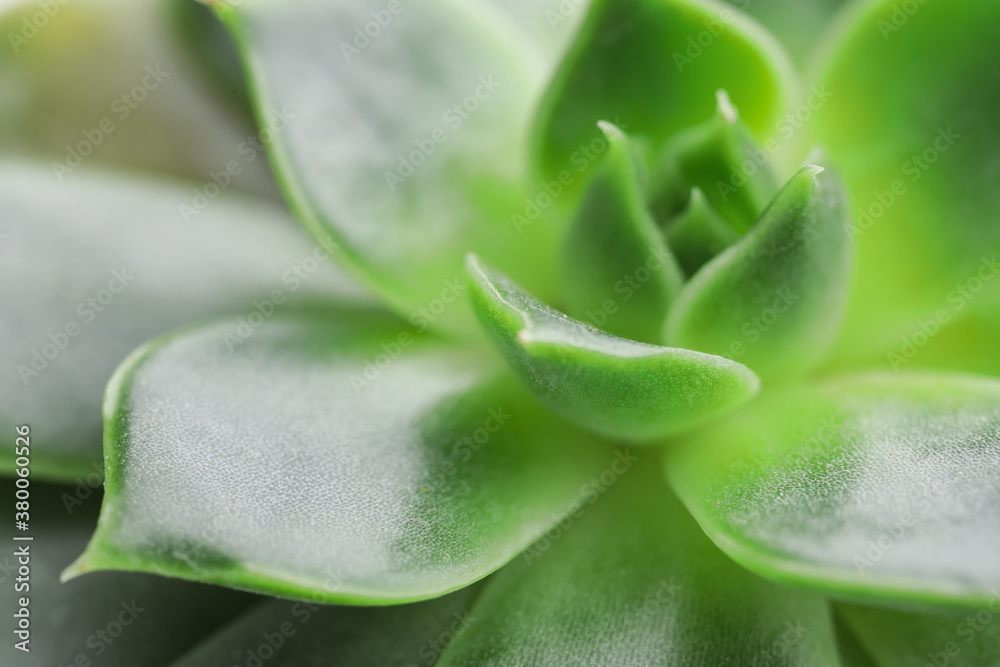 View of green succulent, closeup