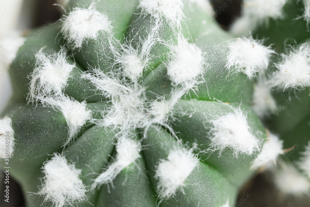 View of green cactus, closeup