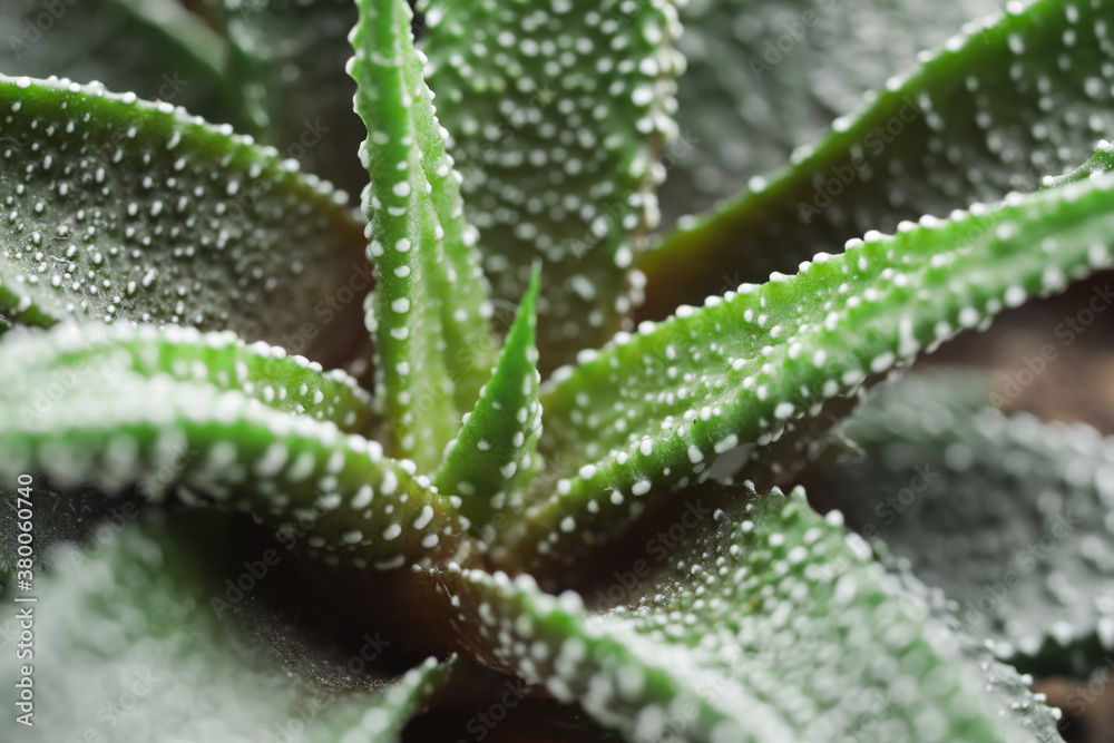 View of green succulent, closeup