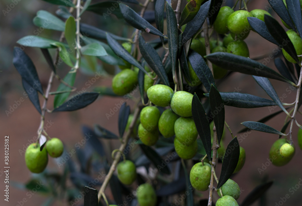 A lot of olives on the tree