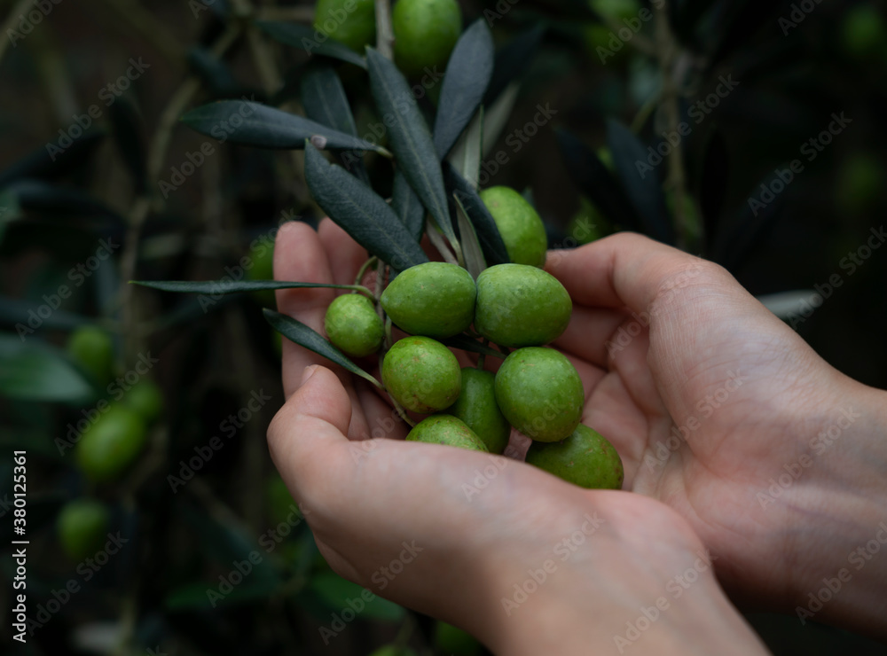 A womans hand checking the size of an olive berry