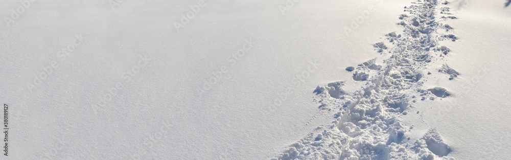 tracks in fresh snow in panoramic view