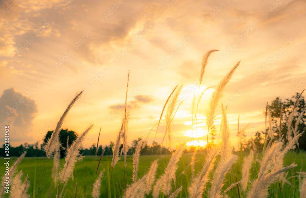 White grass flower on blurred background green rice paddy field and morning sunlight with golden sky