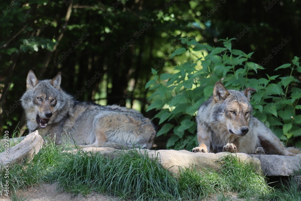 loups 