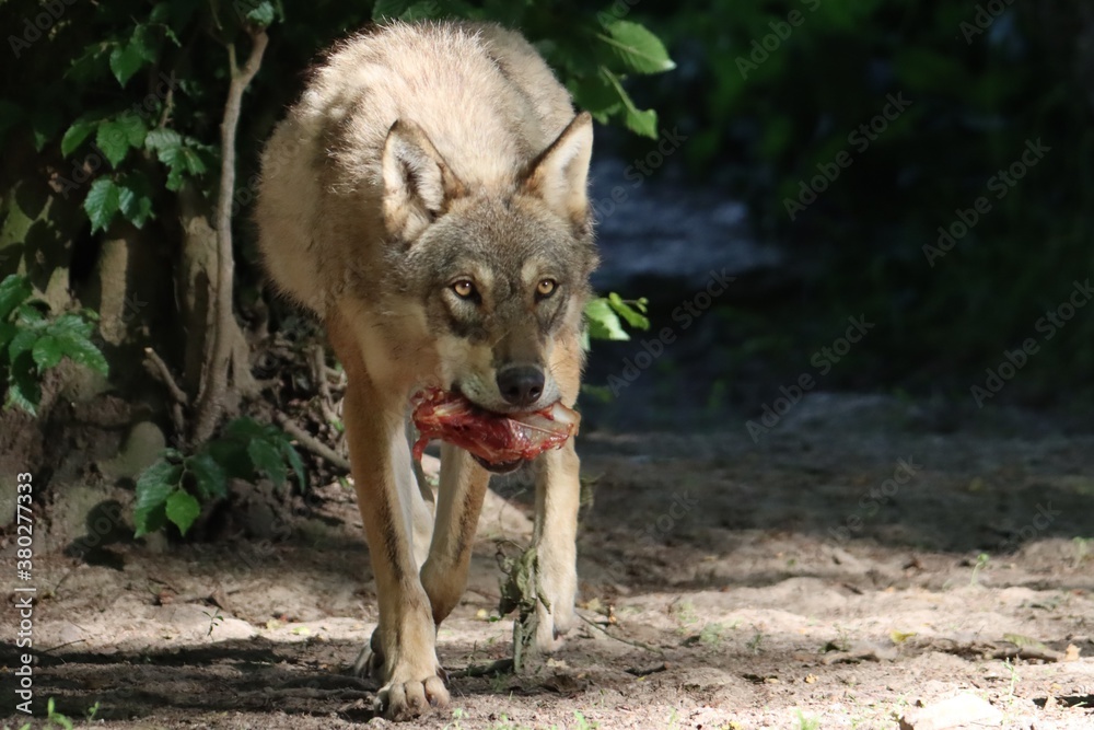 repas du loup