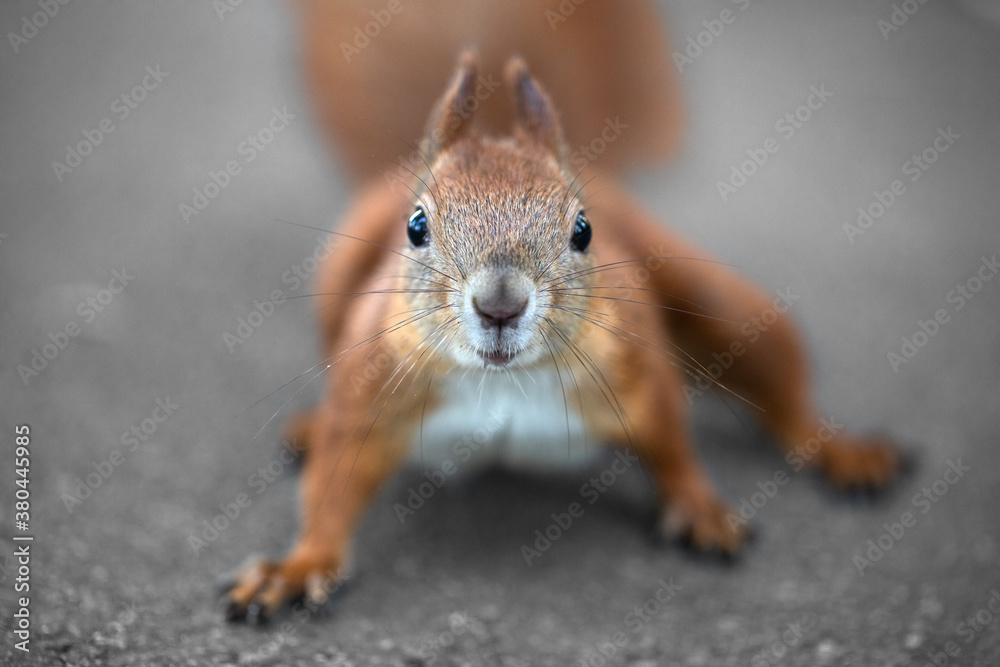 Muzzle of squirrels close up. Defocused image.