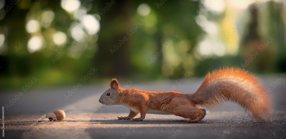 Squirrel found a nut on the road in the park.