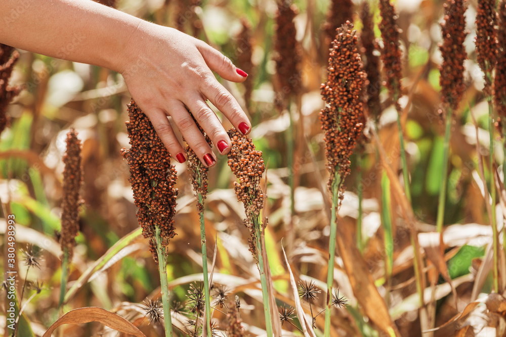 woman hand passing over sorghum plantation with close up