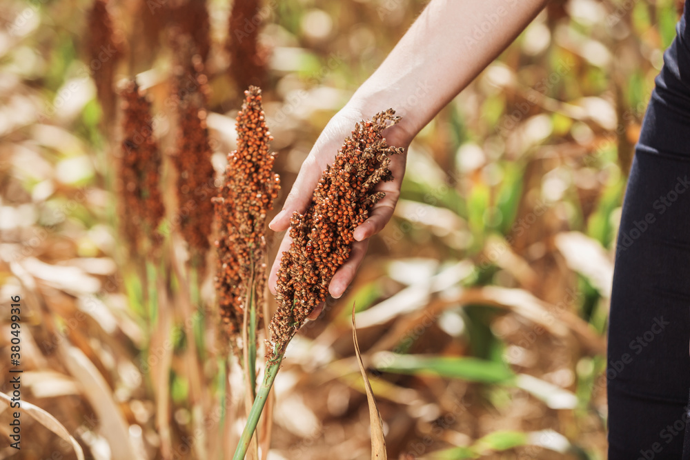 Womans hand holding twig of sorghum in a plantation