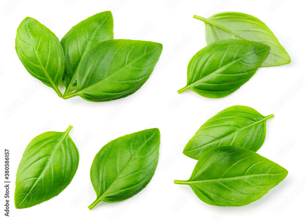 Basil isolated. Basil leaf on white. Basil leaves top view set. Full depth of field.