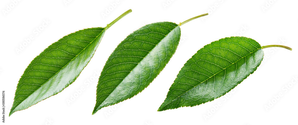 Cherry leaves isolated. Cherries leaf on white background. Sour cherry leaf on white. Full depth of 