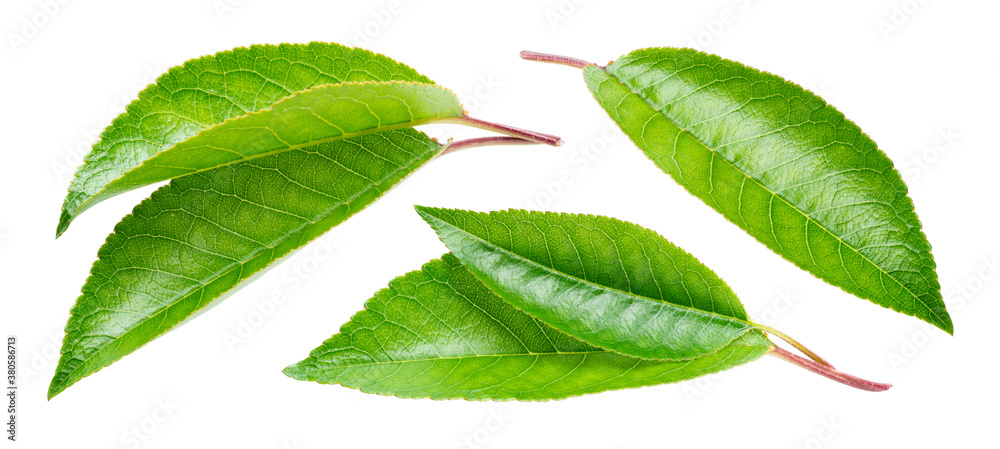 Cherry leaf isolated. Cherri leaves on white background. Sour cherry leaf set on white. Full depth o