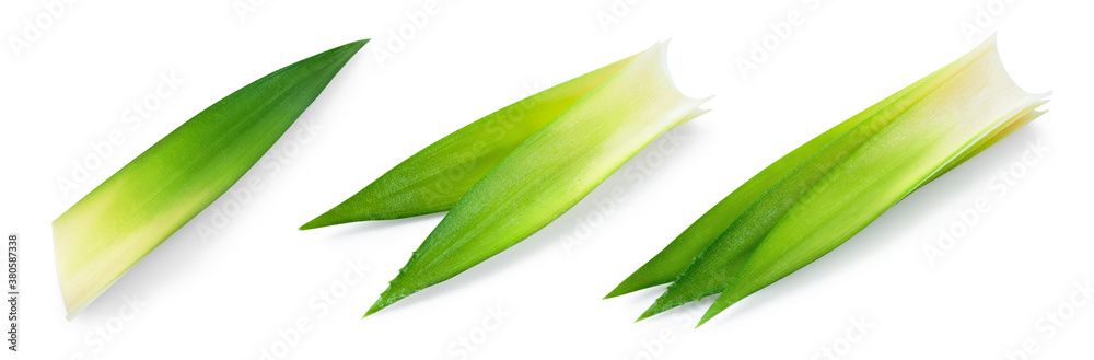 Pineapple leaves isolate. Pineapple leaf on white background. Leaf set. Clipping path.