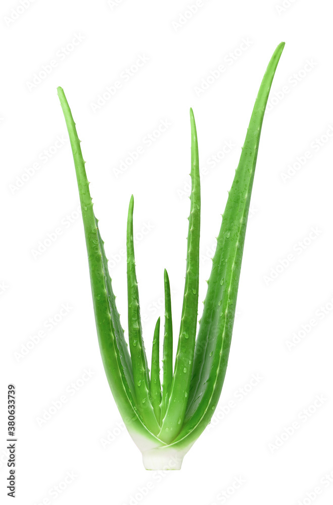 Aloe vera plant with water droplets isolated on white background. Clipping path.