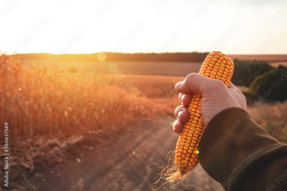 Ripe corn in hand on the background of a corn field at sunset