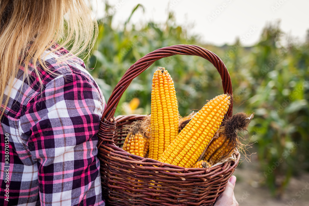 Woman holding wicker basket with harvested corn cob from field