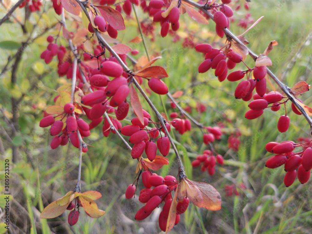 ripe barberry berries on a branch in autumn