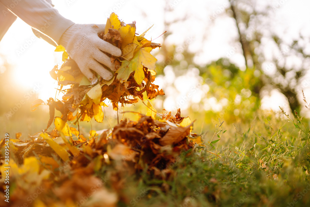 Male hand in gloves  collects and piles fallen autumn leaves. Man cleans the autumn park from yellow