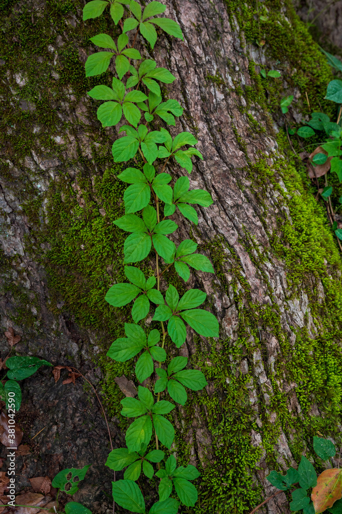 a cluster of green leave on old tree trunks