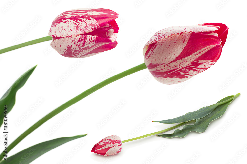 Tulip flower on white