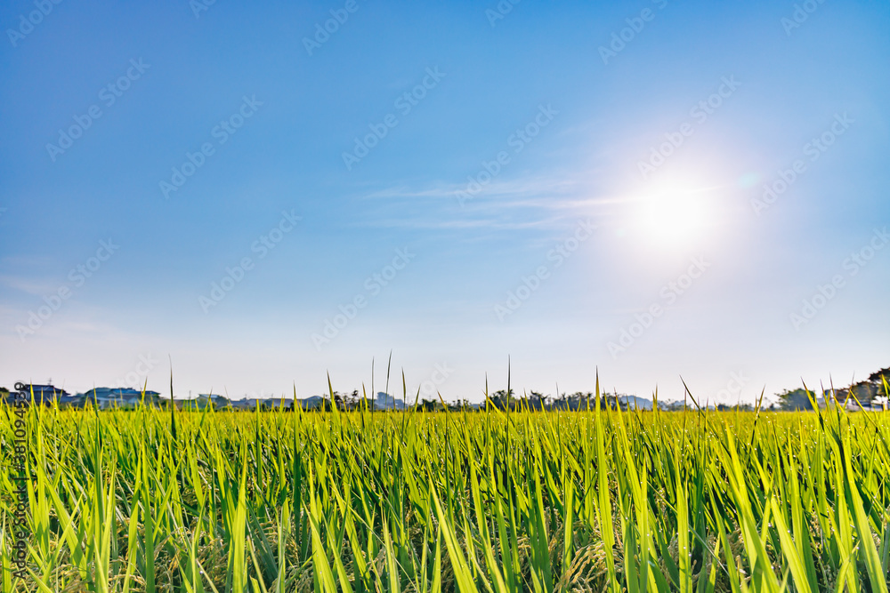 太陽の光を浴びた稲穂