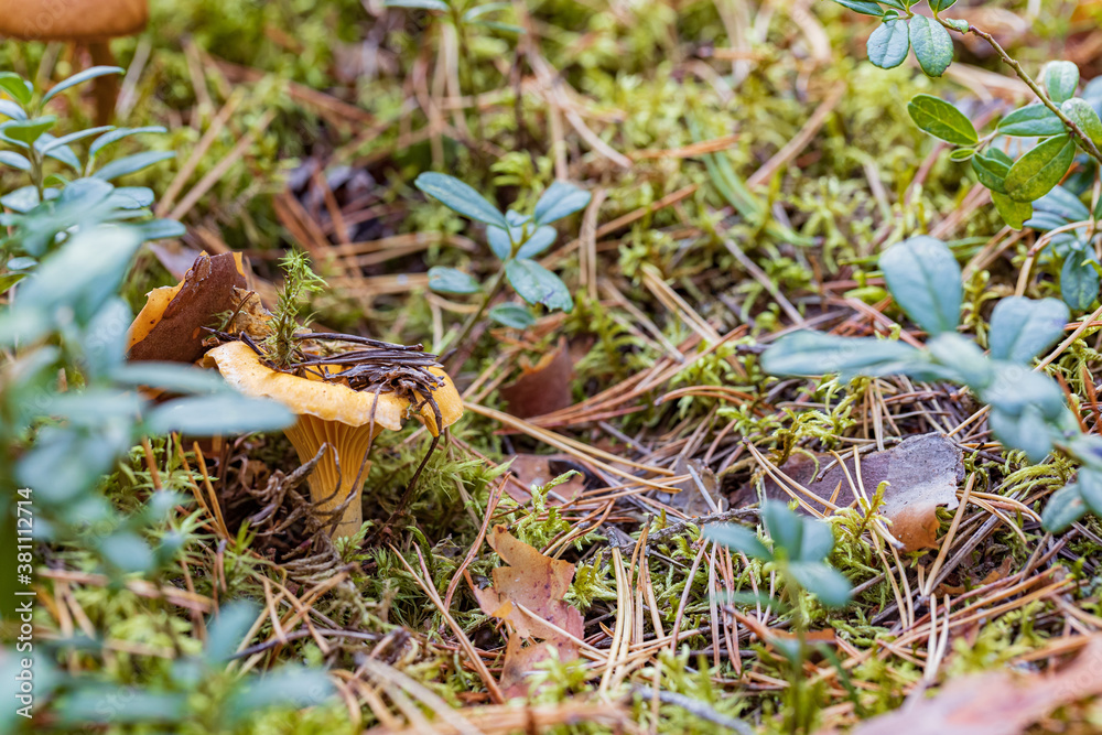 golden chanterelle mushroom under leaf with lingonberries  and moss in autumn forest closeup