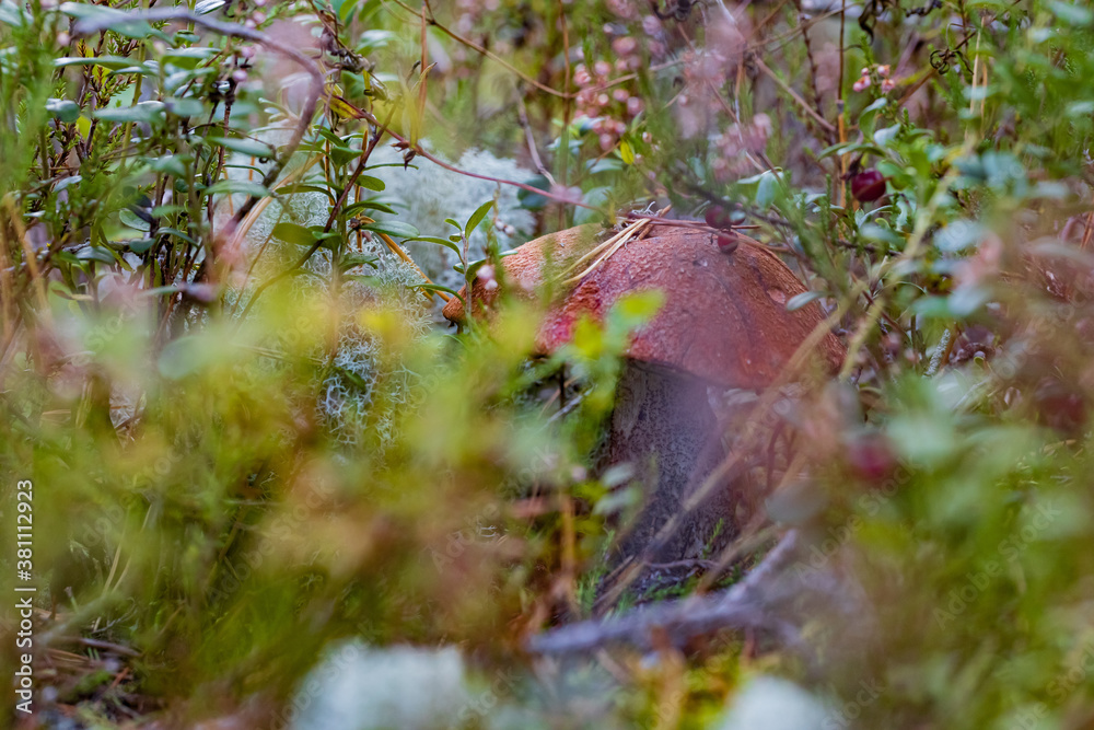 aspen mushroom hidden in grass and moss in autumn forest closeup