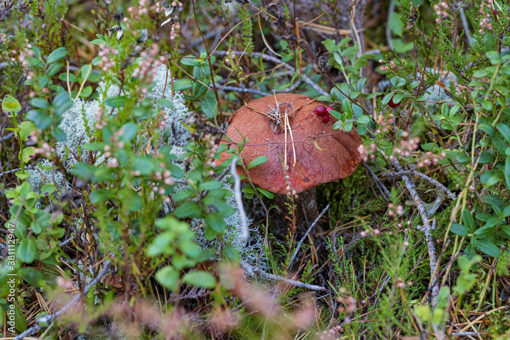 aspen mushroom hidden in grass and moss with lingonberries on red-cup in autumn forest closeup