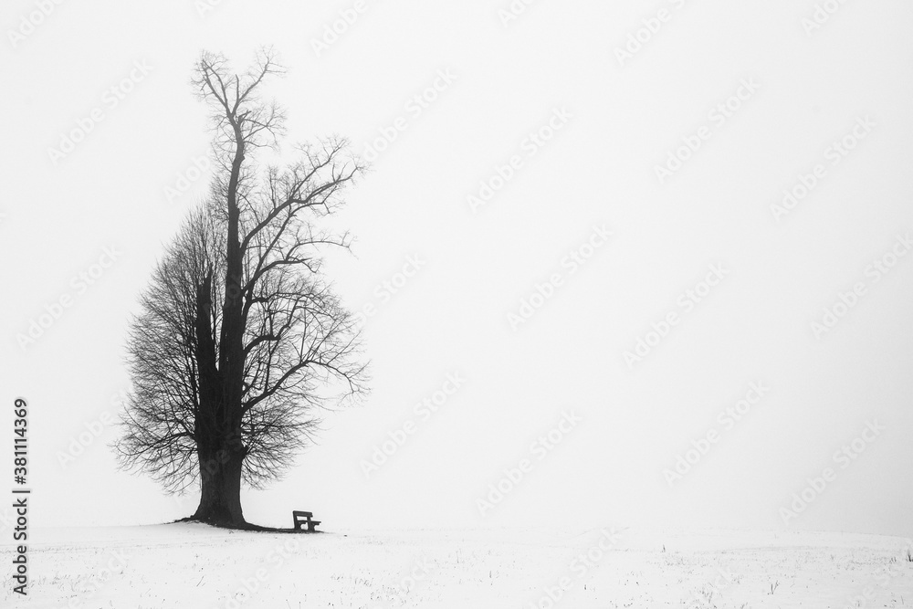 Lonely bench under dead tree in winter