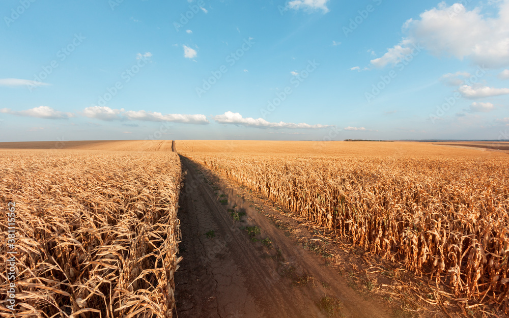 Large agricultural corn field of ripe corn separated by a dirt road at sunset