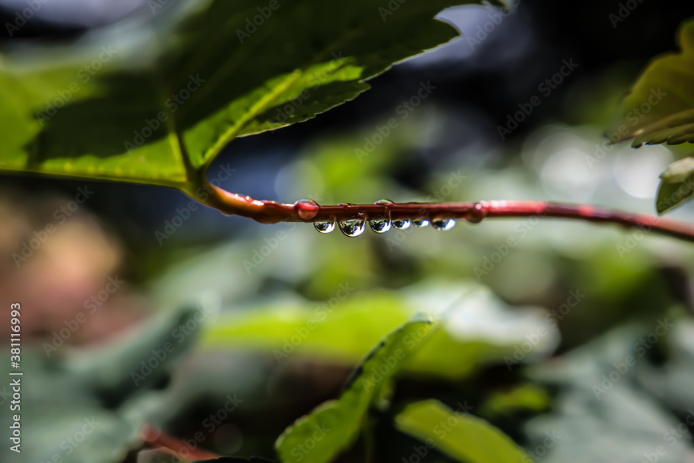 Water drops on leaves after summer rain