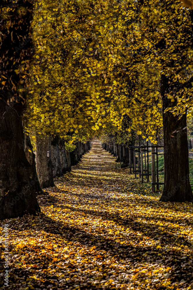 Tree alley in autumn sun