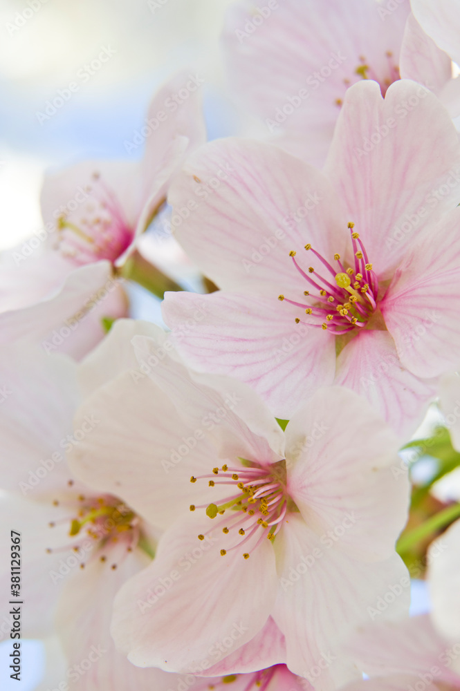 The cherry blossoms in the park are in full bloom.