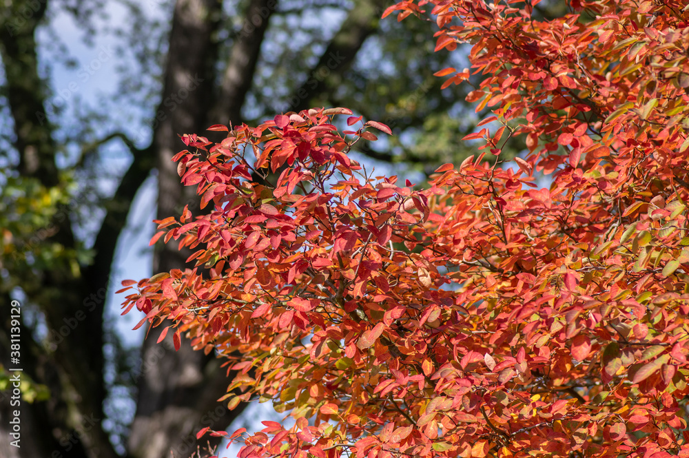 amelanchier lamarckii shadbush autumnal shrub branches full of beautiful red orange yellow leaves