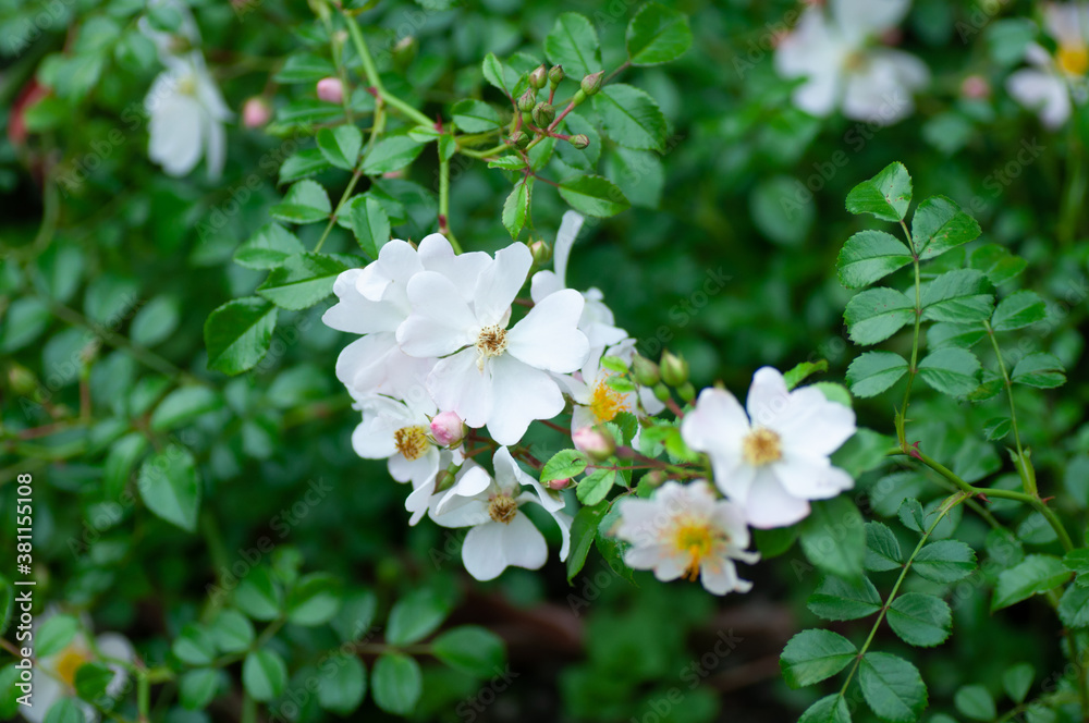 Tender white dog rose flower on green background in the garden. Botanical photography for illustrati