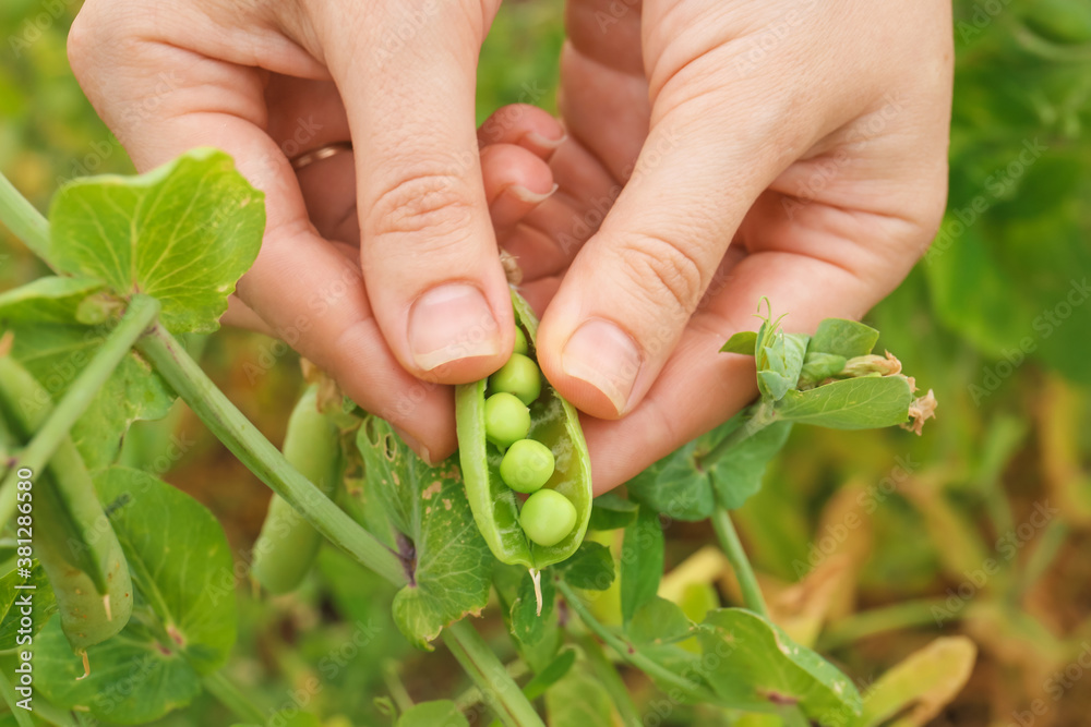 Farmer with fresh ripe green peas in garden, closeup