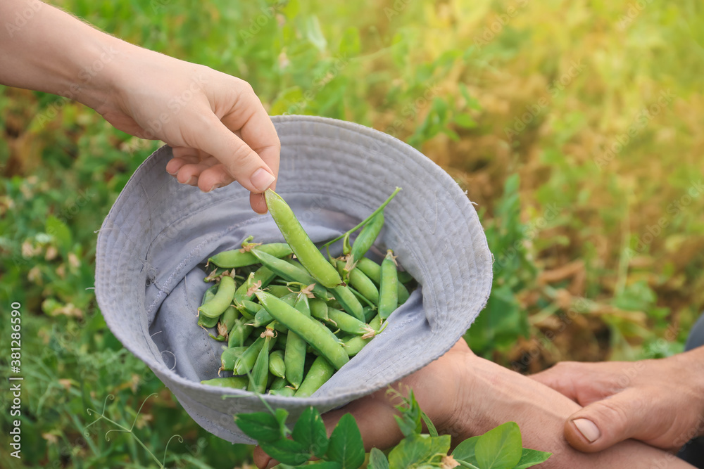 People with fresh ripe green peas in garden