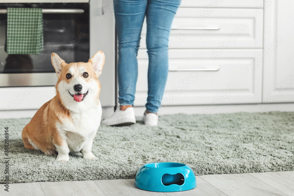 Cute corgi dog near bowl of food in kitchen