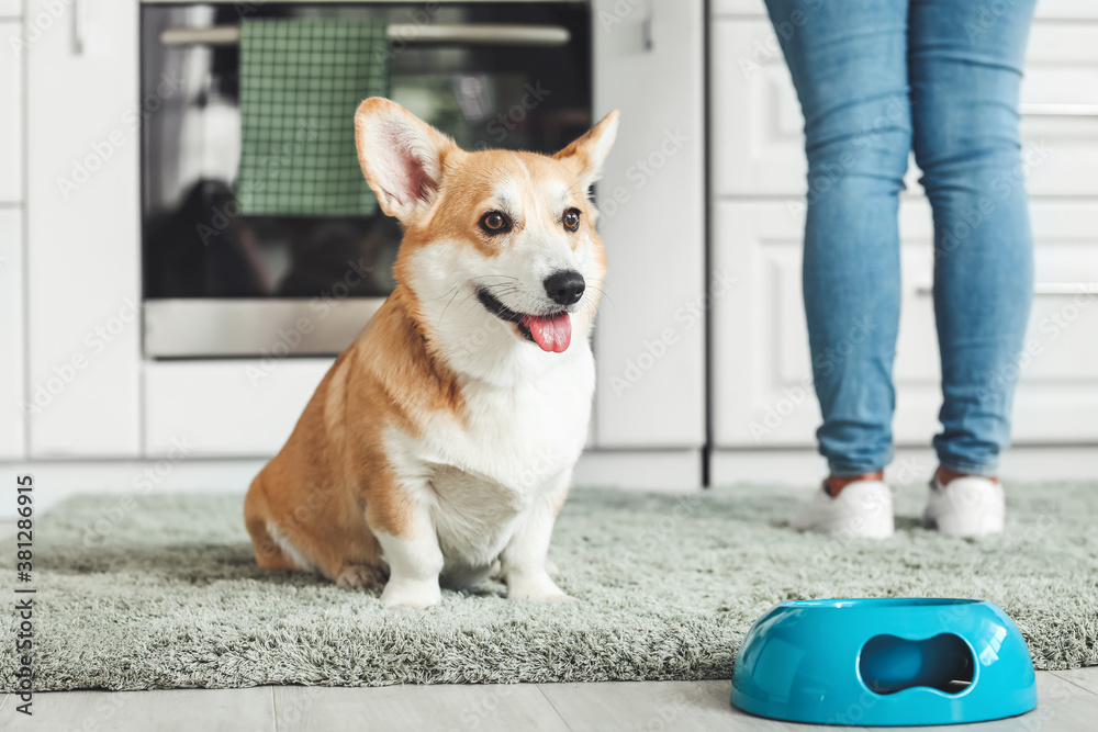 Cute corgi dog near bowl of food in kitchen