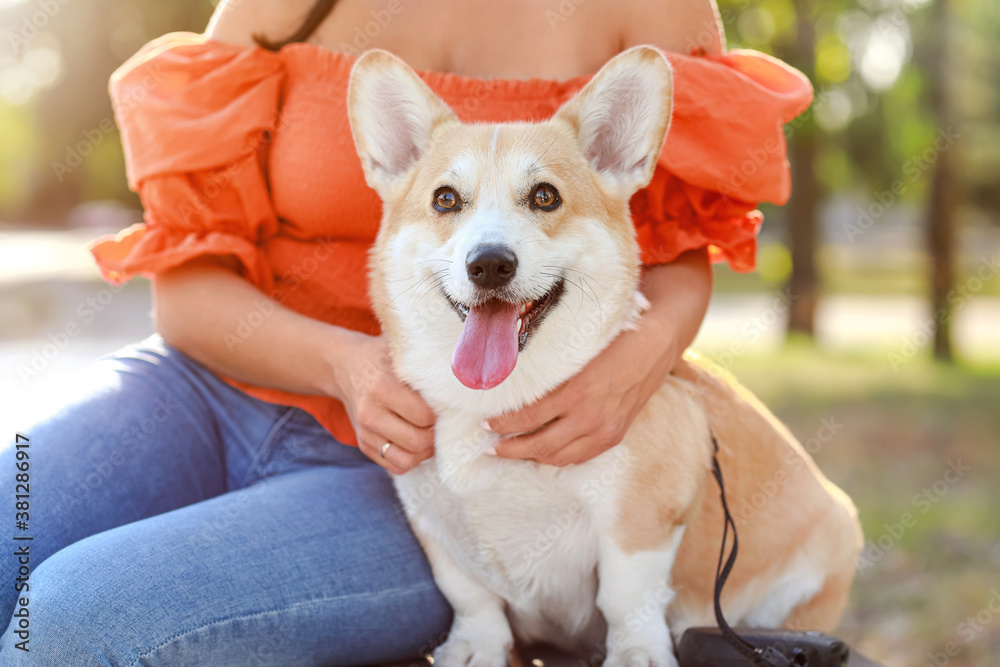 带着可爱的柯基犬在户外散步的女人