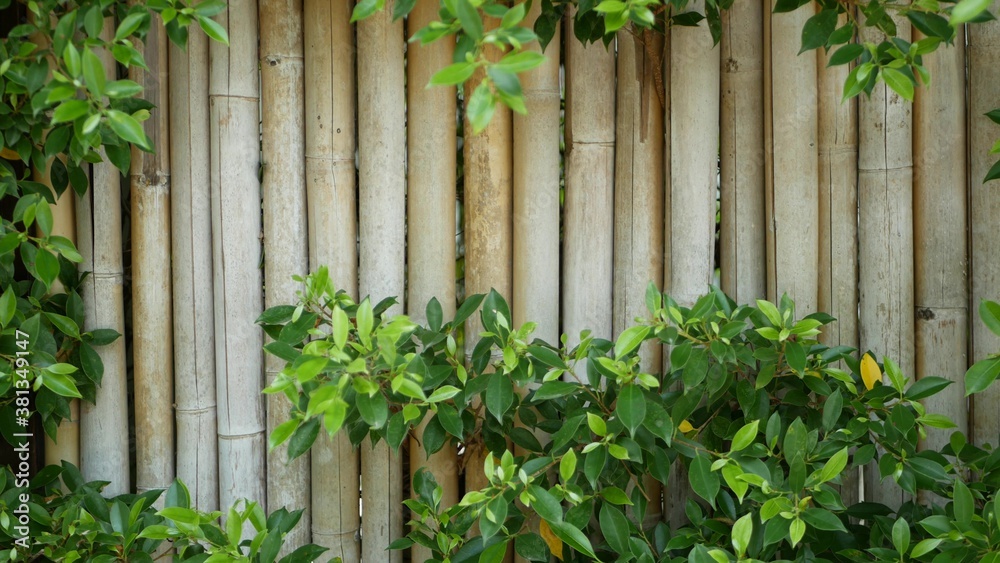 Bamboo fence surrounded by lush vegetation. Durable bamboo fence and bright green bushes in Thailand