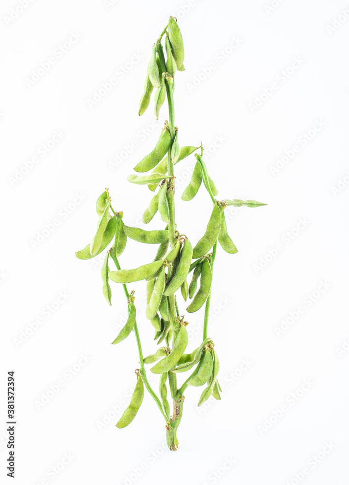 A fresh soybean plant on white background