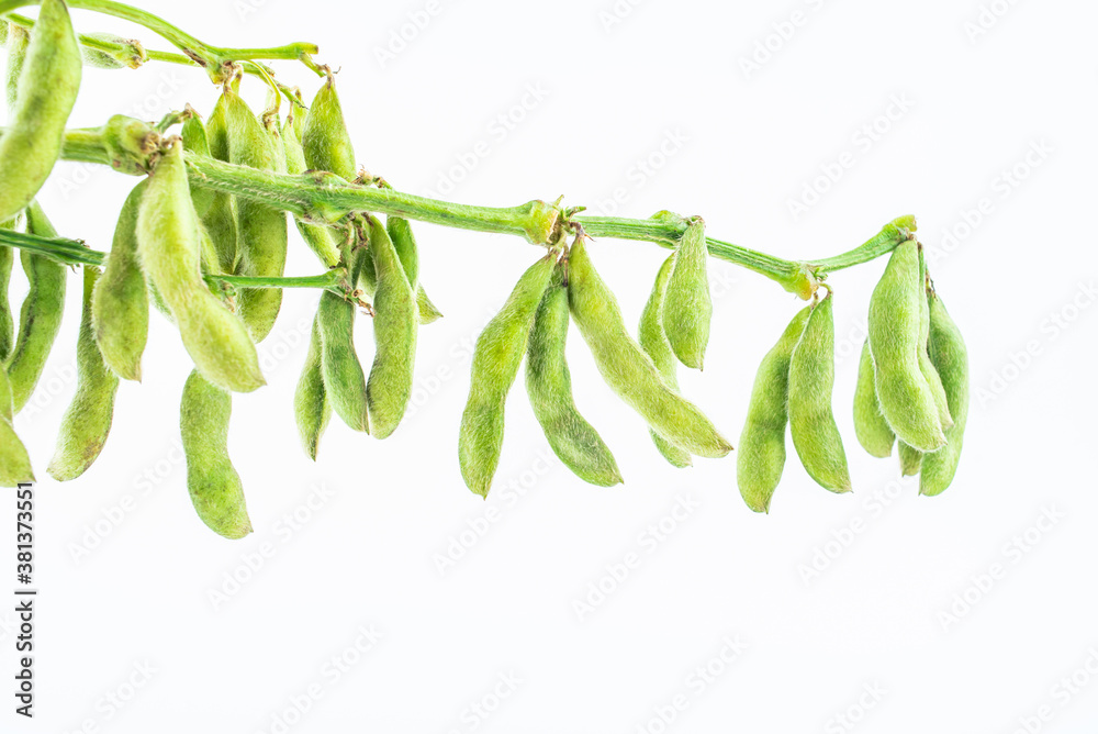 Fresh soybeans on white background