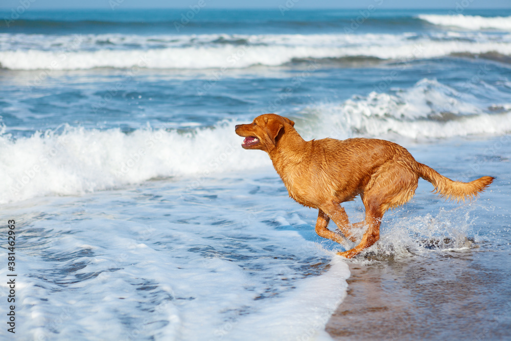 Photo of golden retriever walking on sand beach. Happy dog wet after swimming run with water splashe