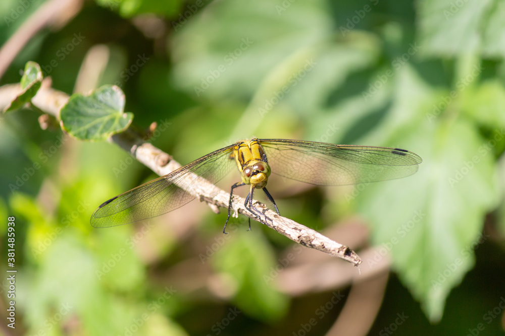 yellow dragonfly on the branches of a tree