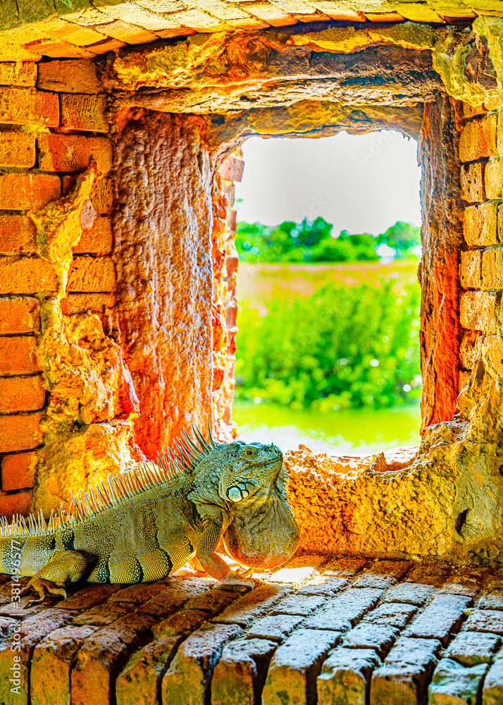 Green iguana, also known as the American iguana in the loophole of an ancient fort, the southernmost