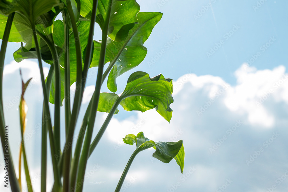 Close up photo of long green leaves against a blue sky with white clouds. The concept of growing flo