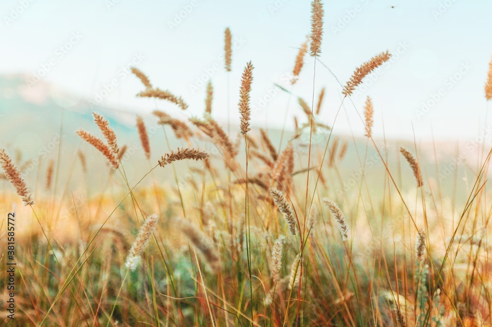 Agricultural.