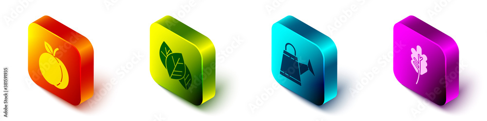 Set Isometric Peach fruit, Leaf or leaves, Watering can and Leaf or leaves icon. Vector.