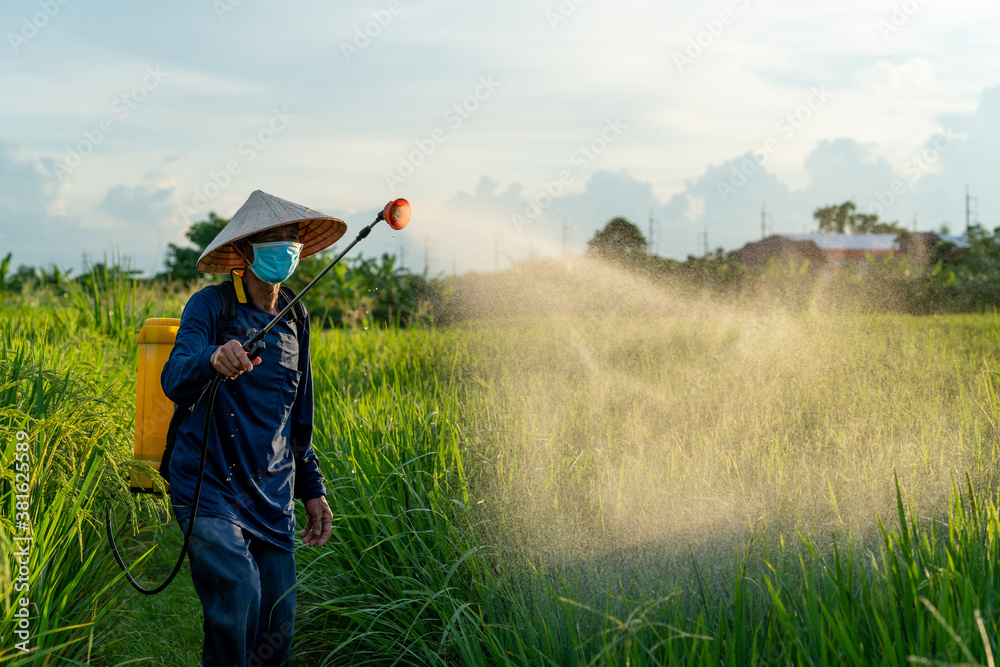 Asian farmer spraying pesticide during in rice fields sunset time